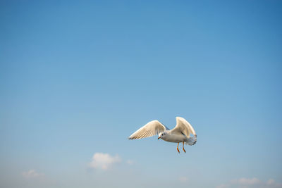 Low angle view of seagull flying