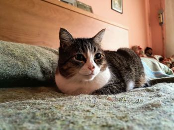 Close-up portrait of cat relaxing on floor