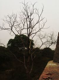 Bare tree on landscape against sky