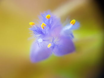 Close-up of yellow flower