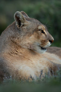 Close-up of lioness