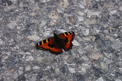 High angle view of butterfly on leaf