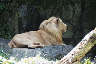 View of a cat relaxing on rock