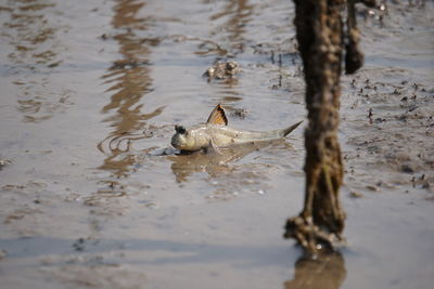 Close-up of mudskipper in muddy water