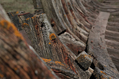 Close-up of lizard on tree trunk