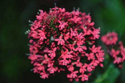 Close-up of pink flowers