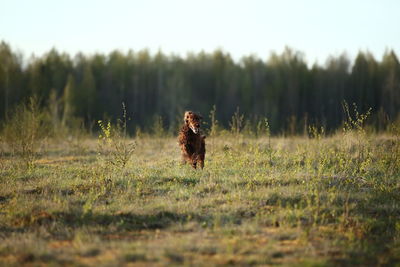 Dog running in field