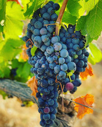 Grapes growing in vineyard