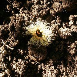 High angle view of flowers on plant