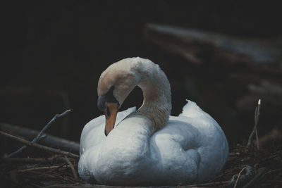 Close-up of swan