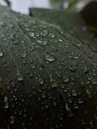 Close-up of wet leaves during rainy season