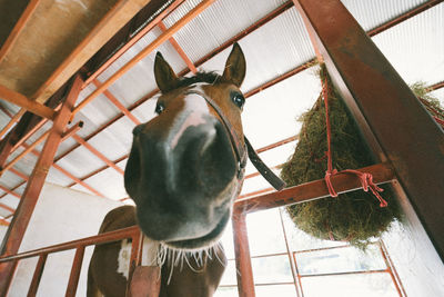 Low angle view of horse in stable