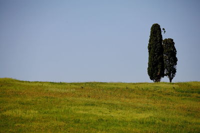 Scenic view of field against clear sky