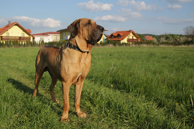 Dog standing on grassy field against houses