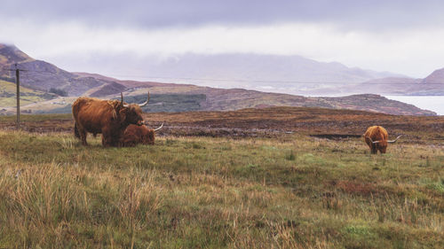 The famous highland cows taken in elgol, isle of skye, scotland