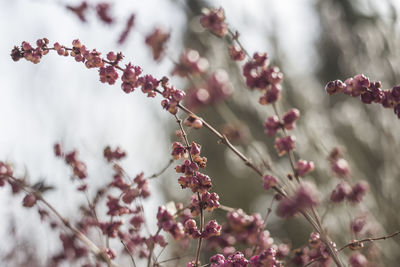 Low angle view of flower tree against sky