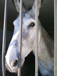 Close-up of horse