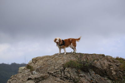 Dog in the fog