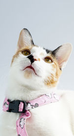 Close-up of a cat looking away