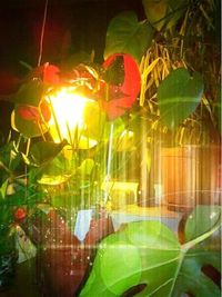 Close-up of leaves in pond