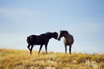 Horses on a field