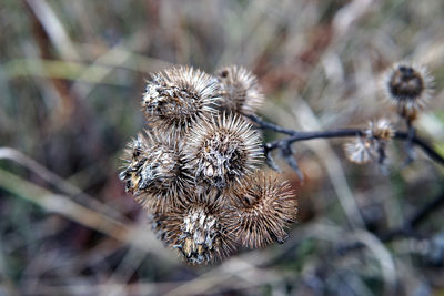 Close-up of dried plant