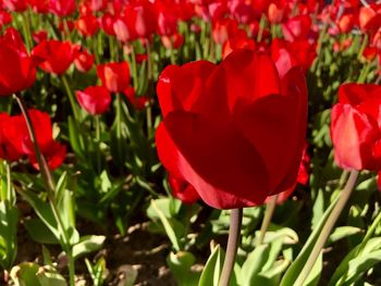 Close-up of red tulip flowers on field