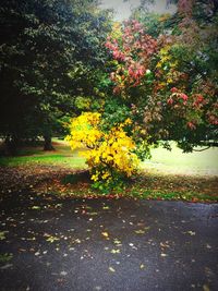 View of flower tree in garden