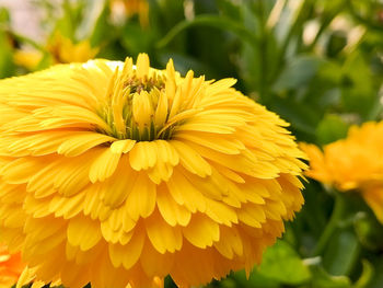 Close-up of yellow flowering plant
