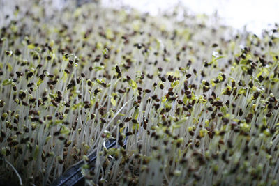 Close-up of plants growing on field