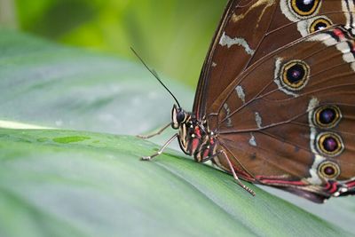 Close-up of butterfly on leaf