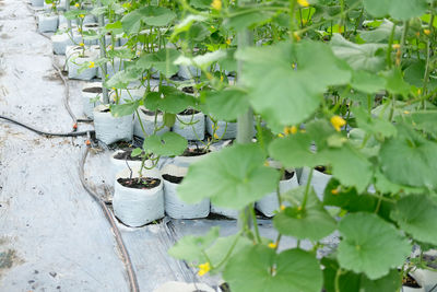 Melon plant growing in green house in farm orchard