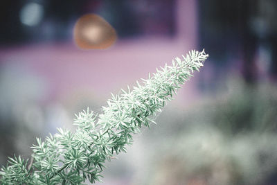 Close-up of fresh green plant during winter