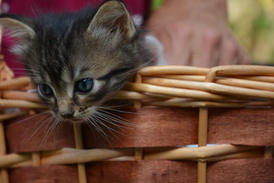 Close-up of kitten sitting in basket