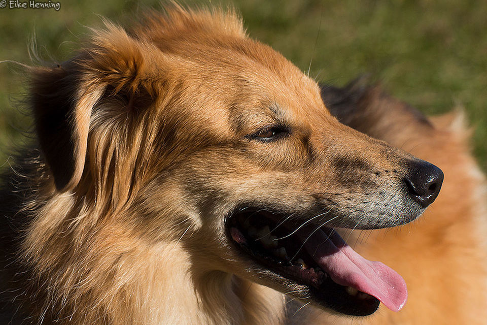 animal themes, one animal, mammal, domestic animals, dog, animal head, focus on foreground, close-up, animal body part, animals in the wild, pets, zoology, wildlife, outdoors, no people, day, looking away, nature, brown, field