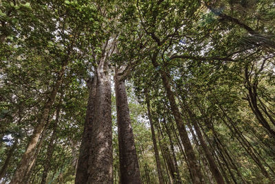 Low angle view of bamboo trees in forest