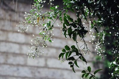 Close-up of tree branch