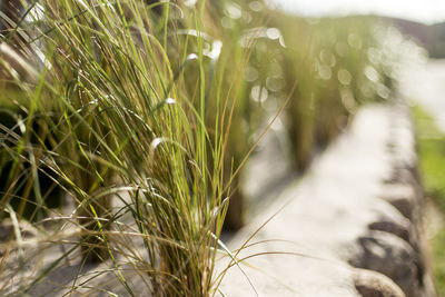 Close-up of wheat growing in farm