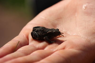 Close-up of hand holding a frog