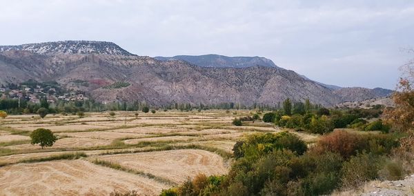 Scenic view of agricultural field against sky