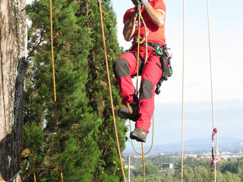 Tree surgeon lumberjack hanging from a big tree