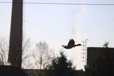 Bird flying over a building