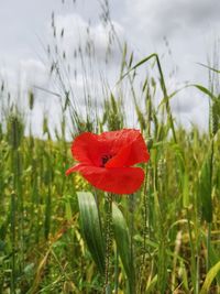 Close-up of red poppy flower on field