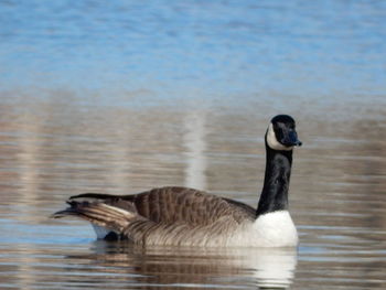 Close-up of canada goose swimming in lake