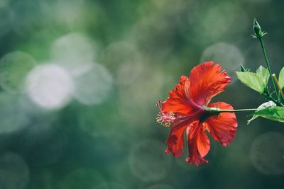 Close-up of red hibiscus blooming outdoors