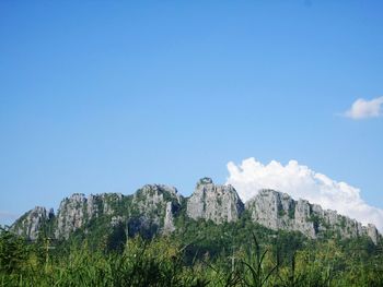 Low angle view of plants against sky