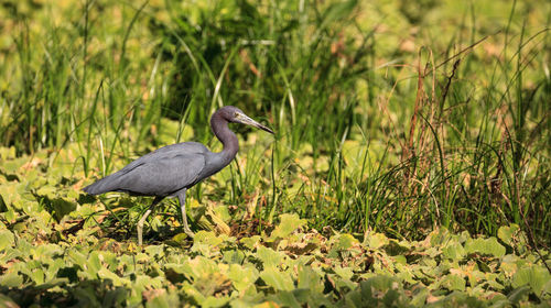 Little blue heron bird egretta caerulea hunts for frogs amid water fern salvinia minima 