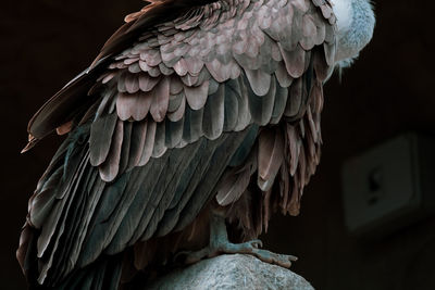 Low angle view of eagle perching on branch