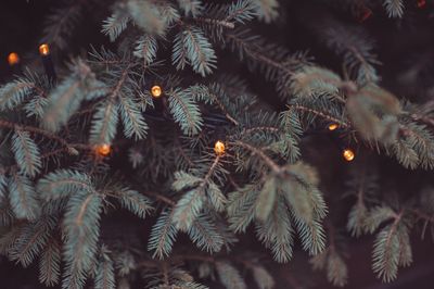 Close-up of christmas tree