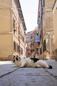 Stray cat relaxing on footpath of ancient residential alley